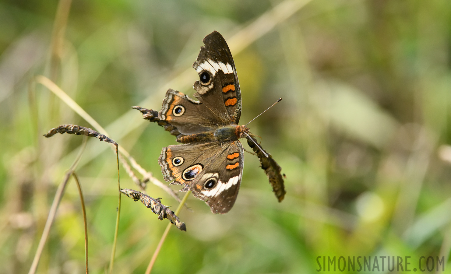 Junonia coenia [380 mm, 1/800 Sek. bei f / 8.0, ISO 1600]